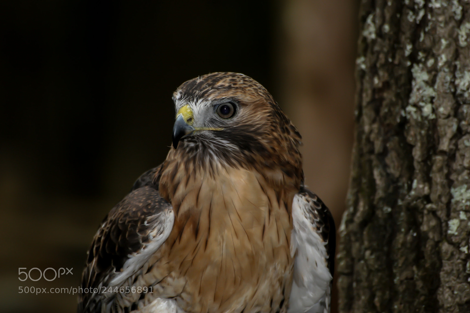 Canon EOS 30D sample photo. Mr. hawk photography