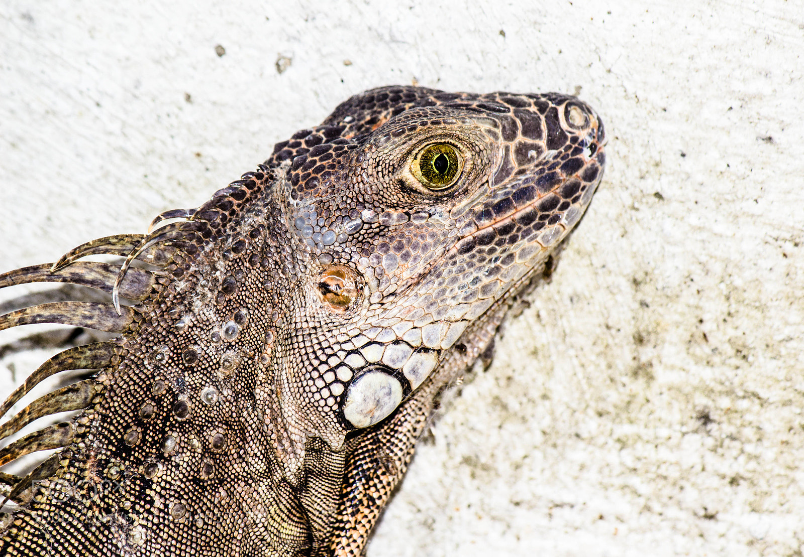 Canon EOS 600D (Rebel EOS T3i / EOS Kiss X5) sample photo. Iguana photography