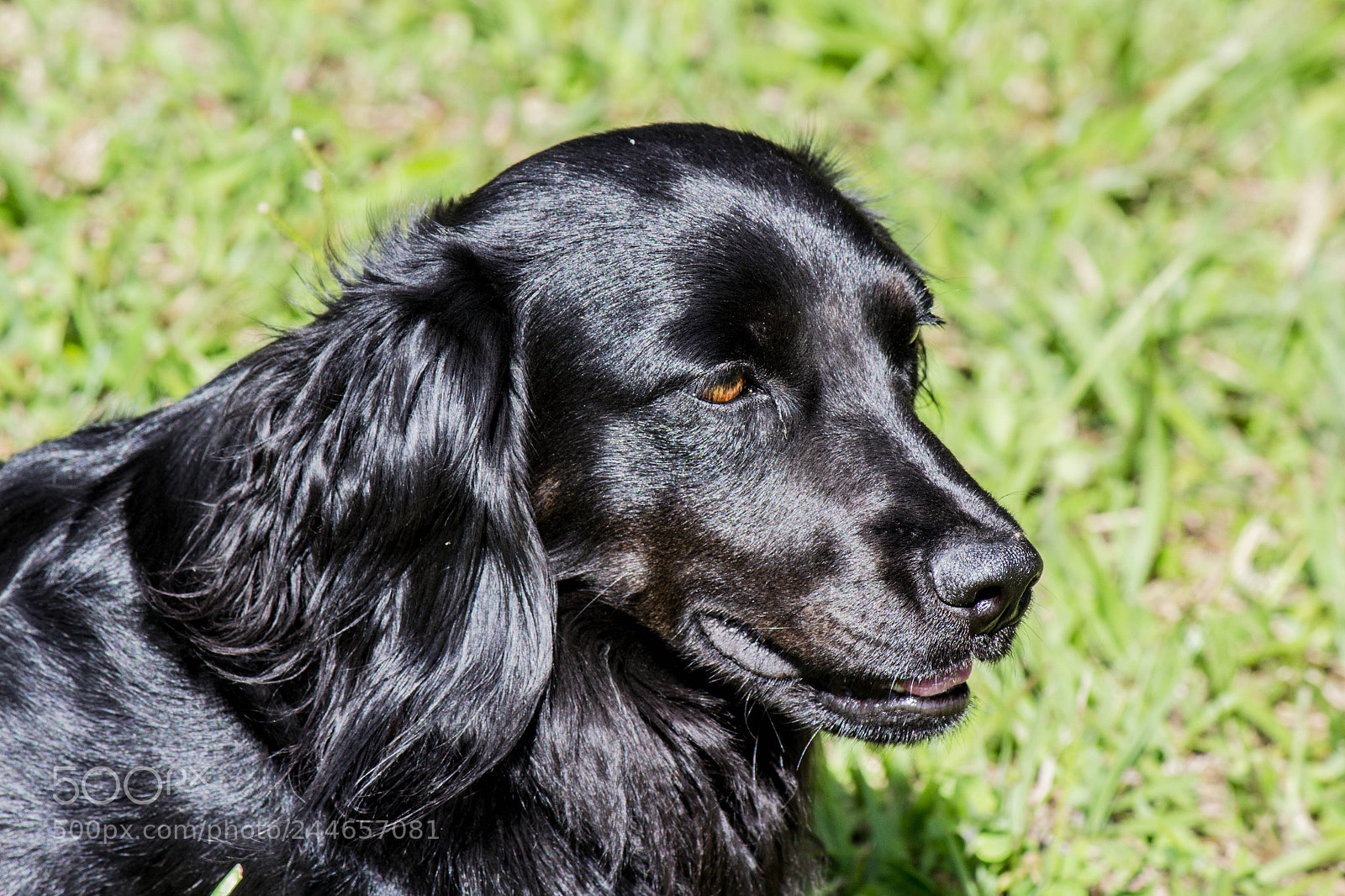 Canon EOS 600D (Rebel EOS T3i / EOS Kiss X5) sample photo. Negro photography