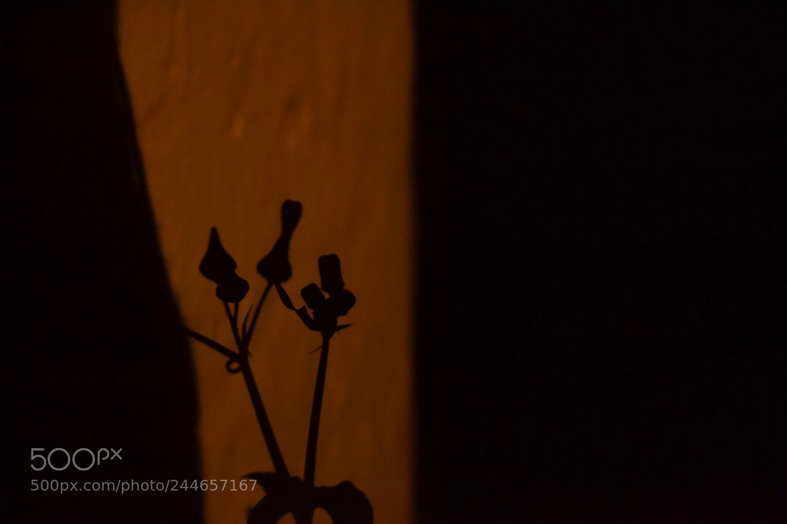 Nikon D3100 sample photo. Flor y cortina photography