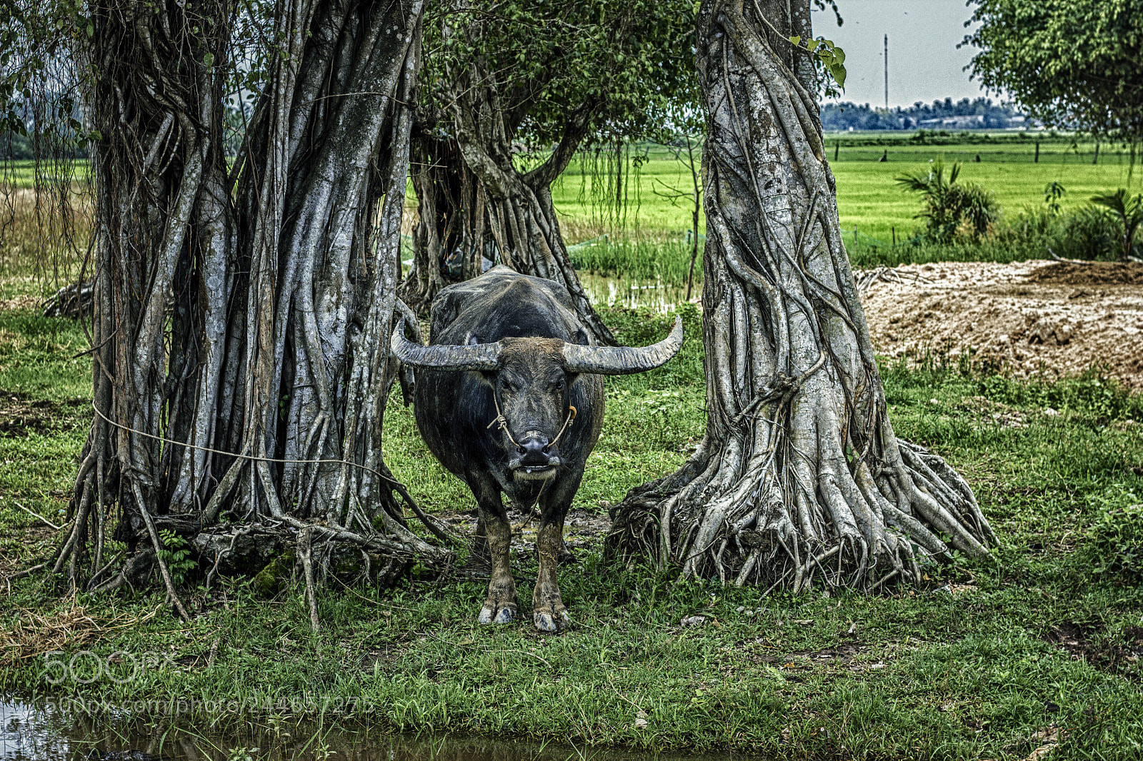Canon EOS 550D (EOS Rebel T2i / EOS Kiss X4) sample photo. Water buffalo photography