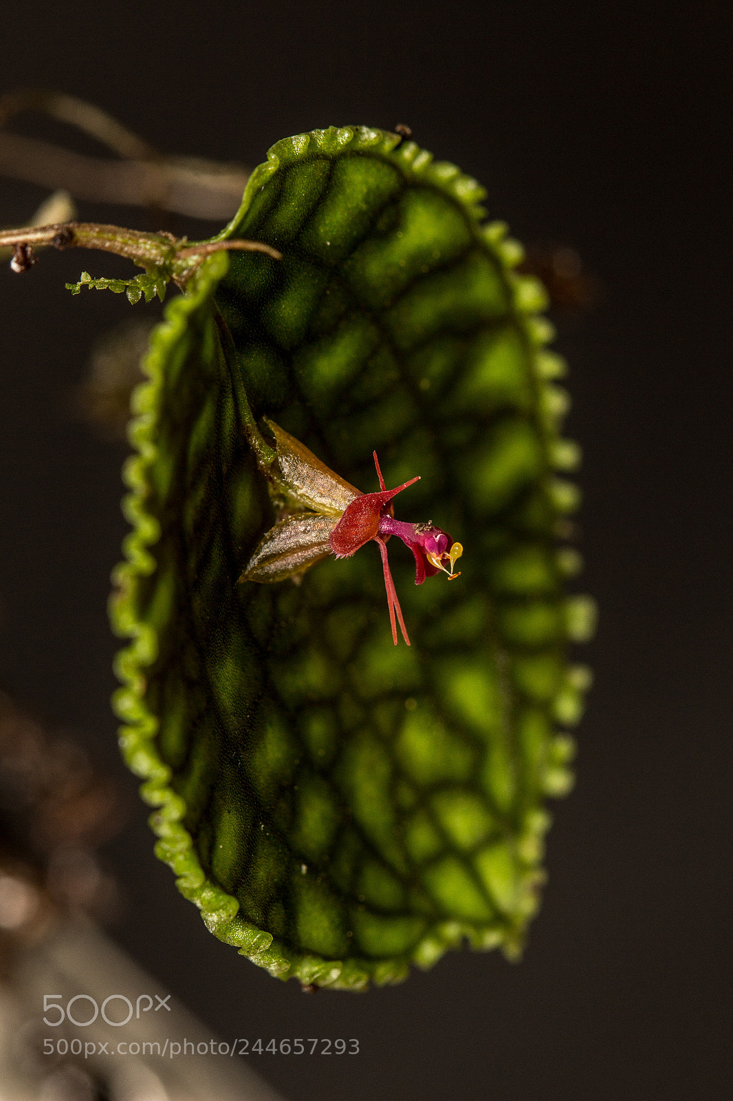 Canon EOS 600D (Rebel EOS T3i / EOS Kiss X5) sample photo. Lepanthes calodictyon photography