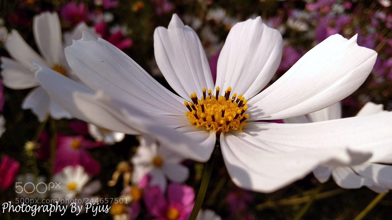 Xiaomi Redmi 5A sample photo. Untitled photography