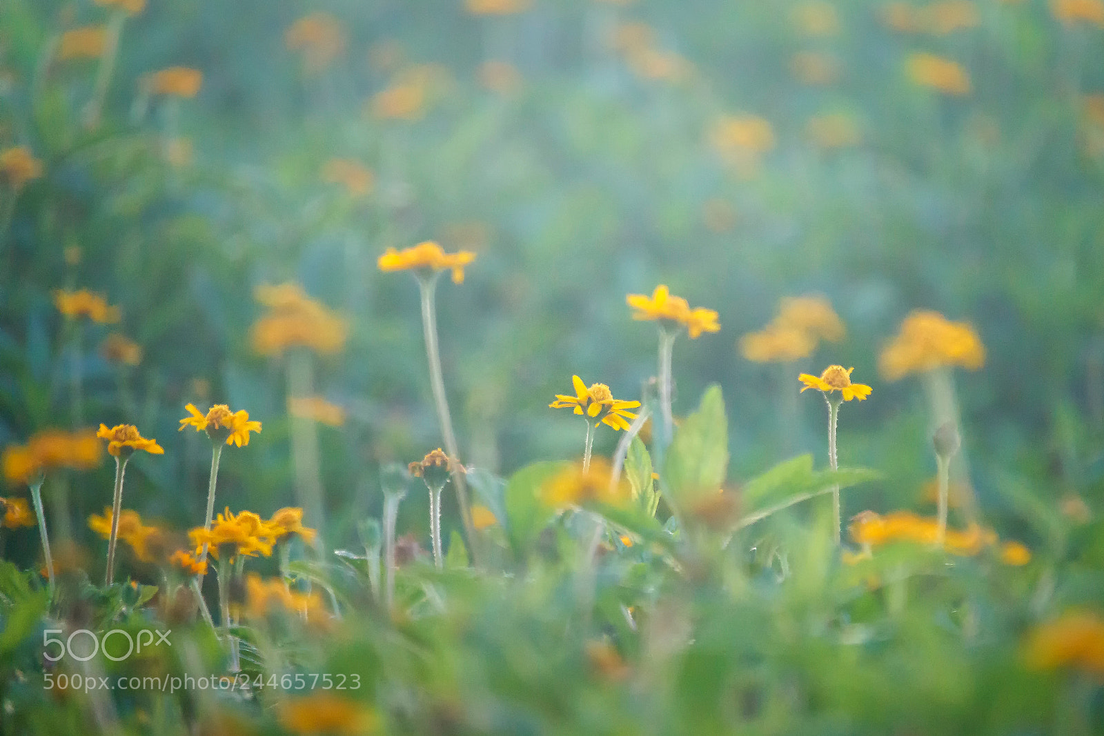 Canon EOS 7D Mark II sample photo. Standing for the morning photography