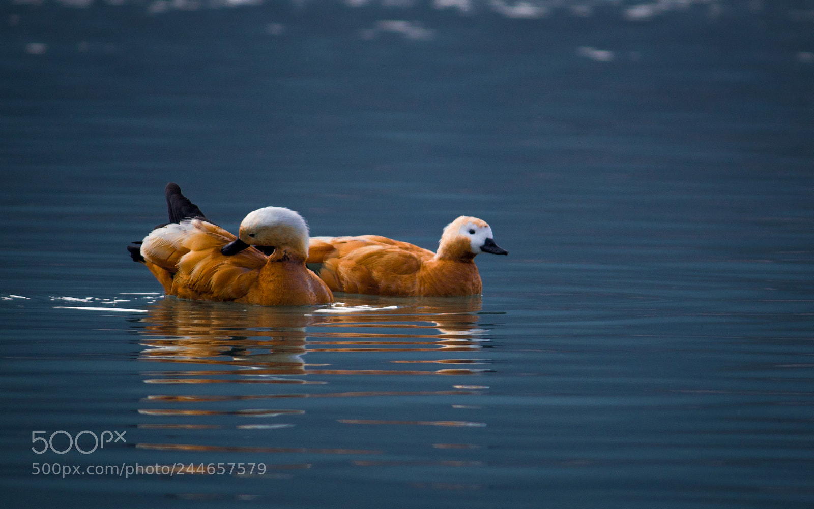 Canon EOS 1300D (EOS Rebel T6 / EOS Kiss X80) sample photo. Ruddy shell ducks photography
