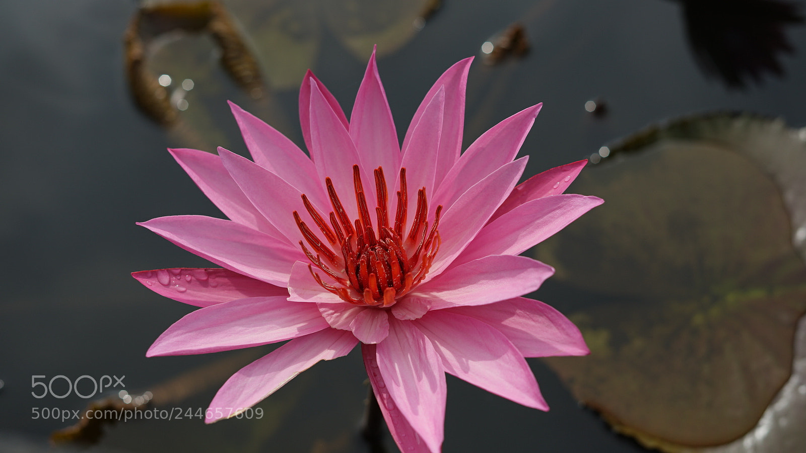 Sony a7 II sample photo. Pink photography