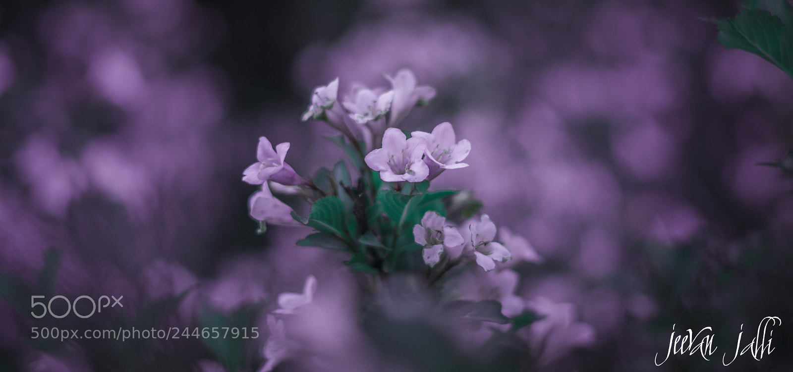 Nikon D3400 sample photo. Violet abyss! photography