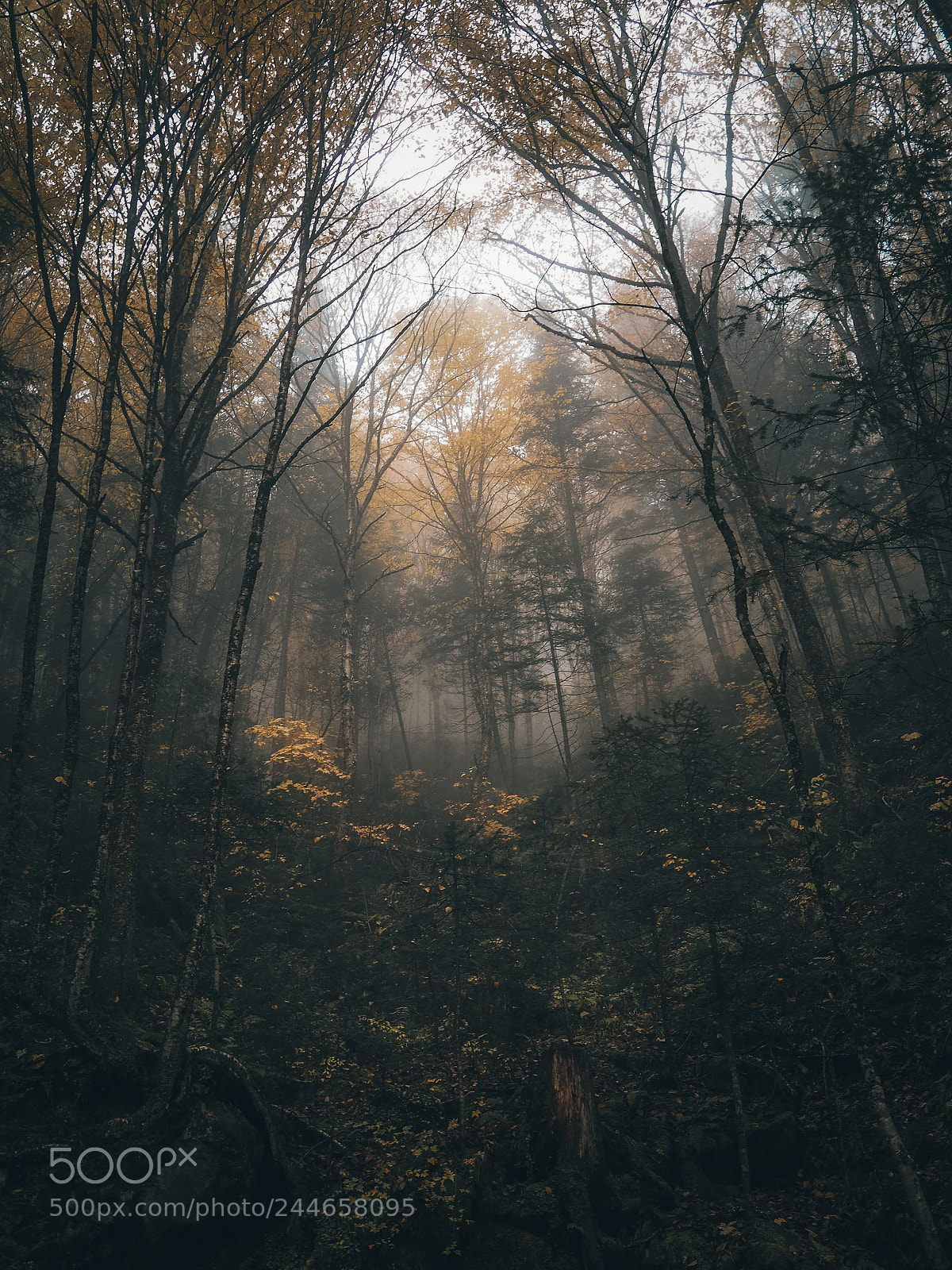 Olympus OM-D E-M10 II sample photo. Misty forest photography