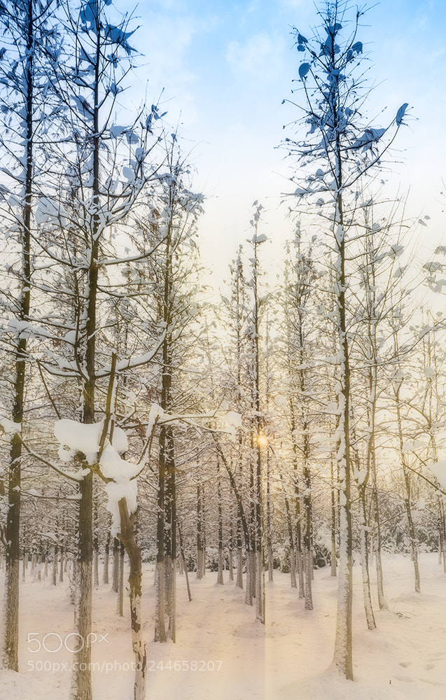 Nikon D800E sample photo. Morning photography