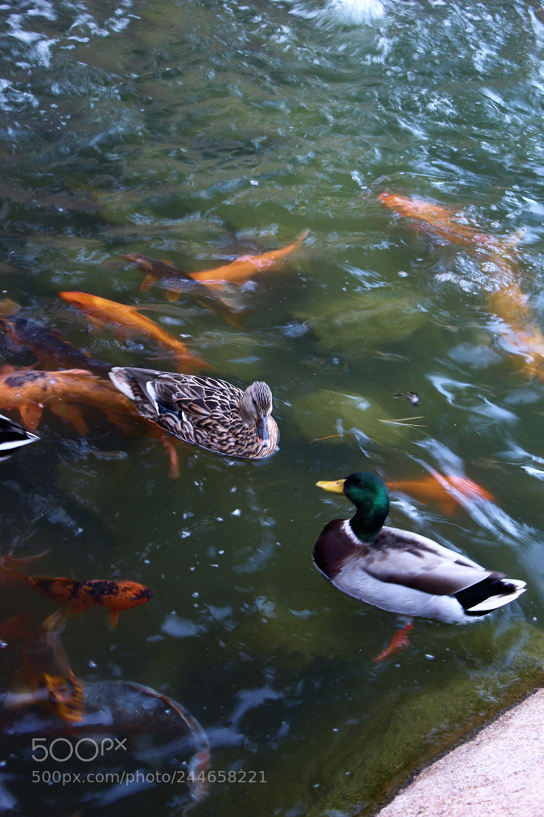 Canon EOS 1300D (EOS Rebel T6 / EOS Kiss X80) sample photo. Swiming with the koi photography
