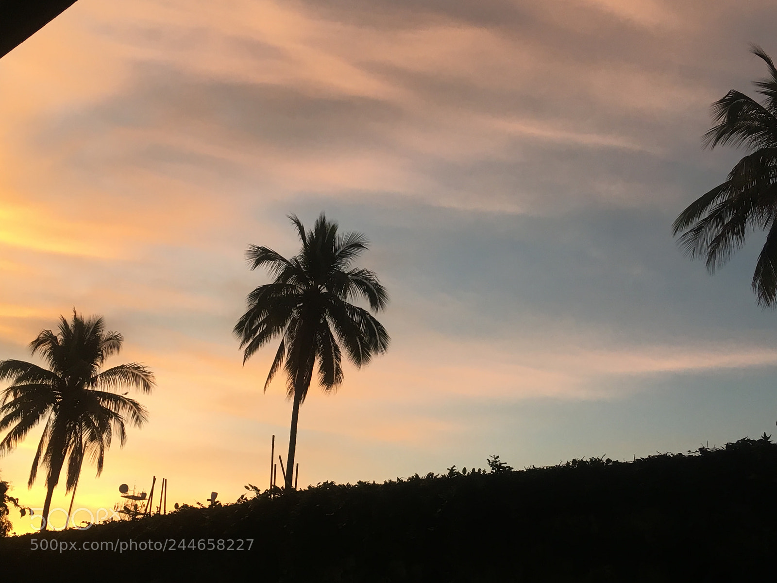 Apple iPhone SE sample photo. Palmera photography
