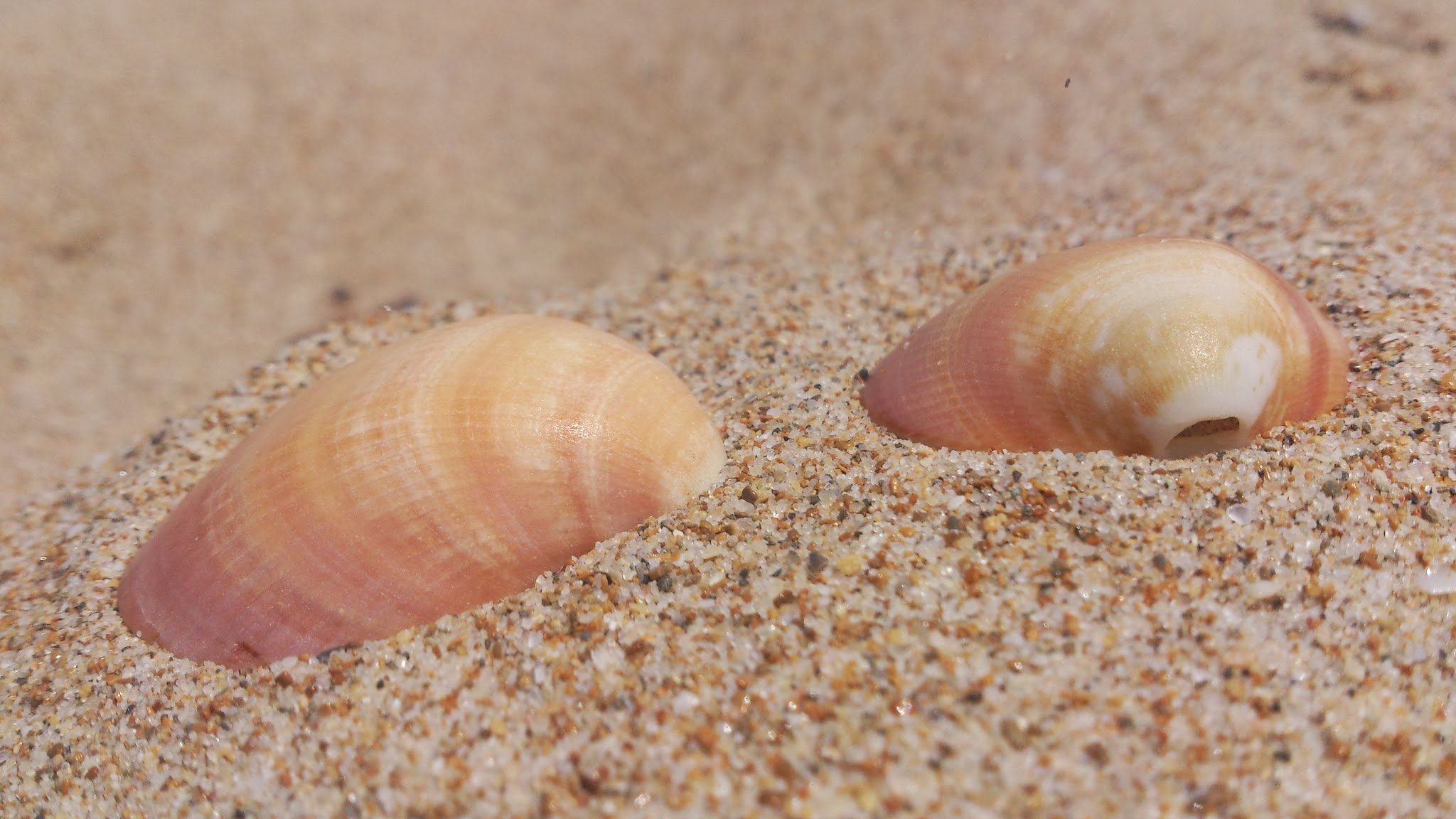 Sony Ericsson Xperia S sample photo. Seashell photography