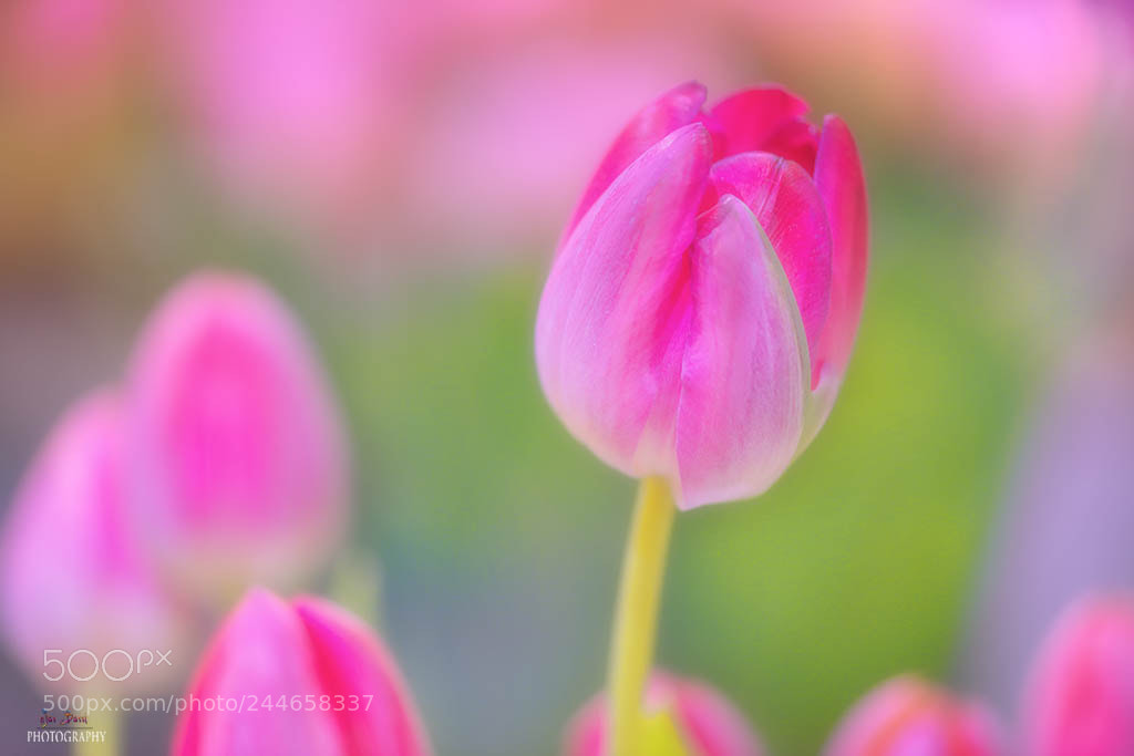 Nikon D800E sample photo. Colors of spring photography