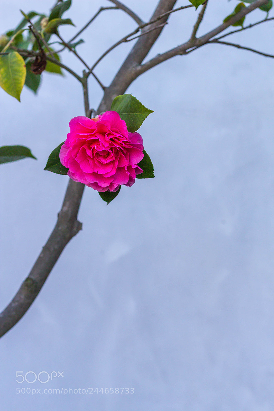 Canon EOS 1200D (EOS Rebel T5 / EOS Kiss X70 / EOS Hi) sample photo. Chinese garden detail photography