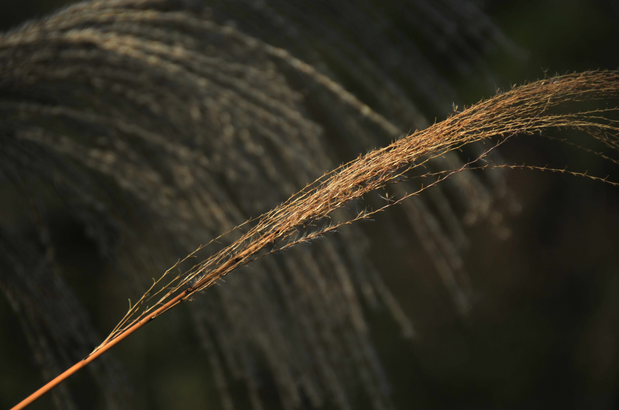 Nikon D3S sample photo. .. photography