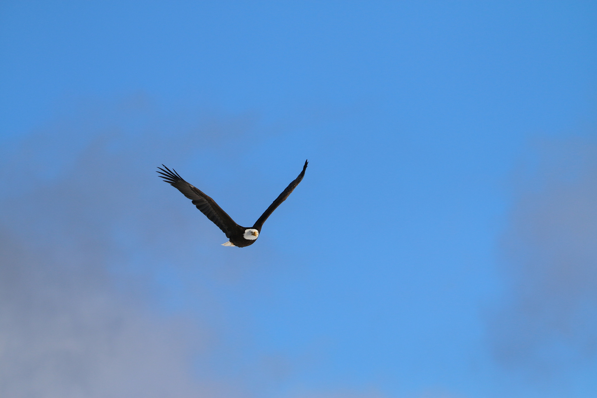 Canon EF 70-300mm F4-5.6L IS USM sample photo. Bald eagle photography