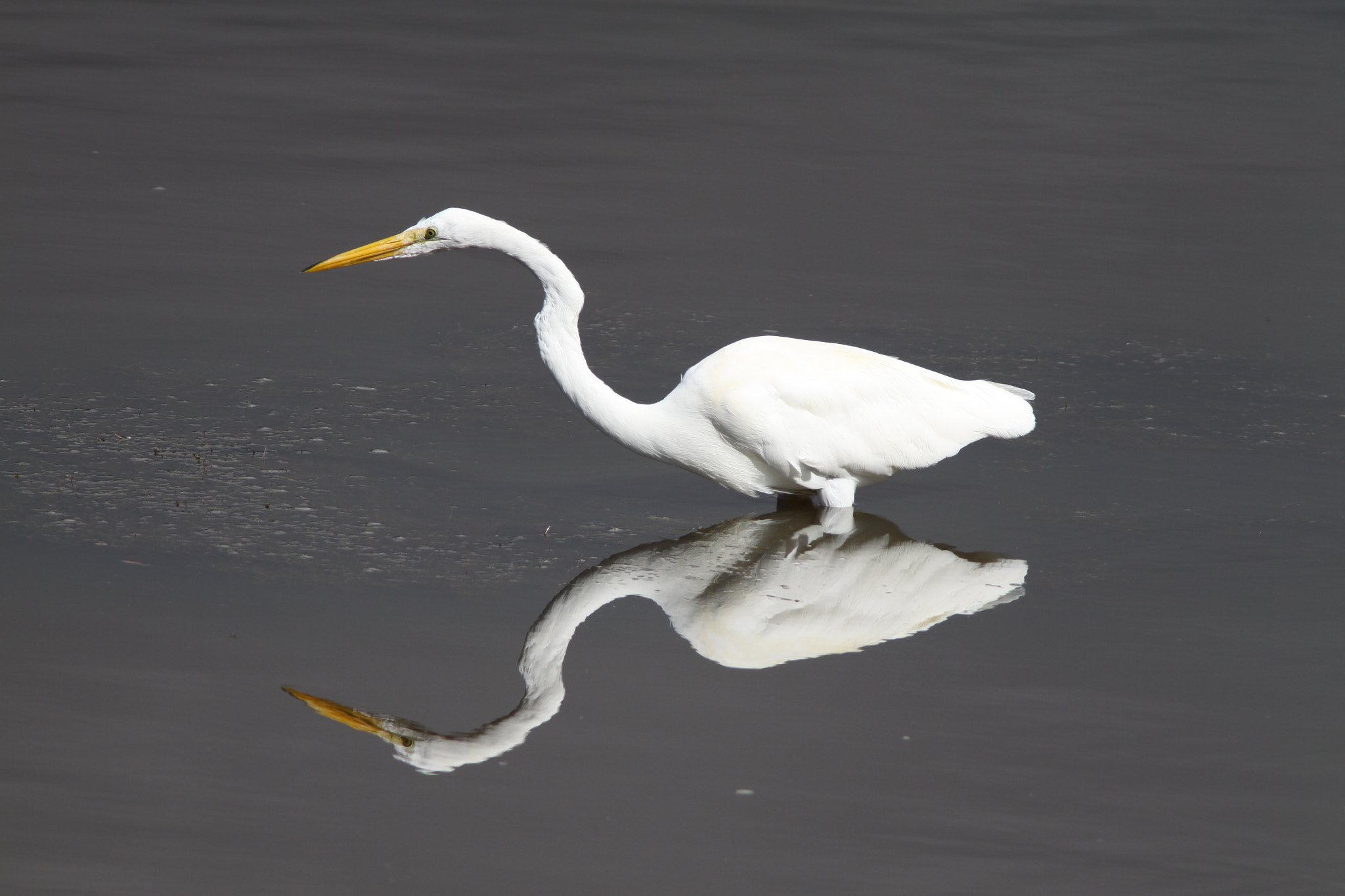 Canon EF 400mm F5.6L USM sample photo. Great egret photography