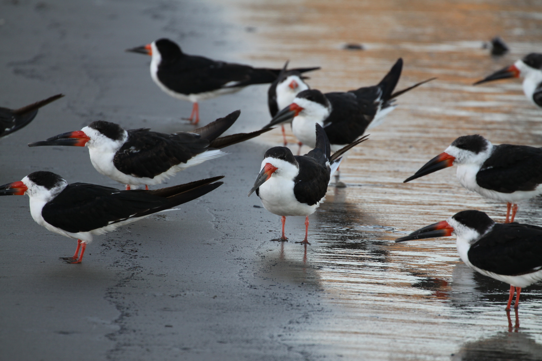 Canon EF 70-300mm F4-5.6L IS USM sample photo. Skimmers photography