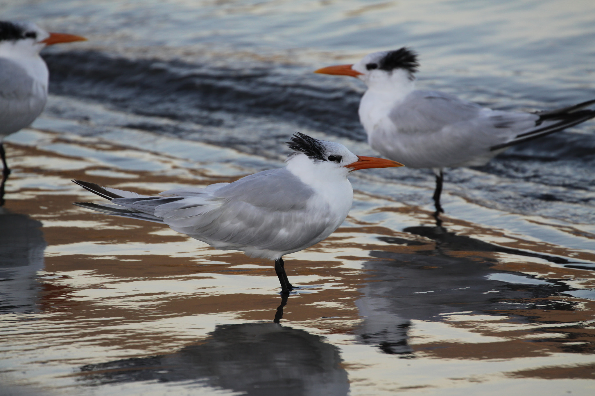Canon EOS 50D + Canon EF 70-300mm F4-5.6L IS USM sample photo. Terns photography