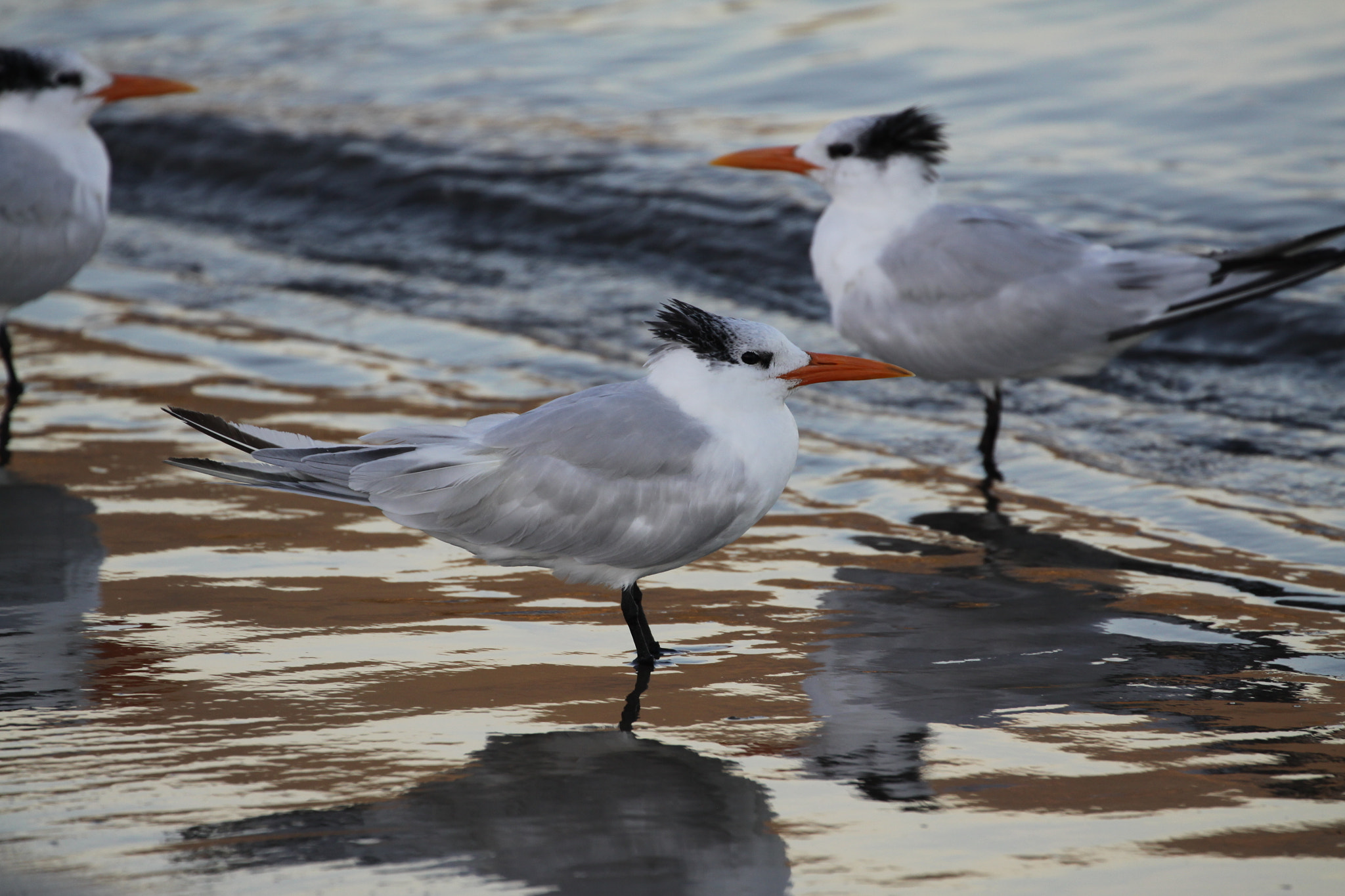 Canon EF 70-300mm F4-5.6L IS USM sample photo. Terns photography