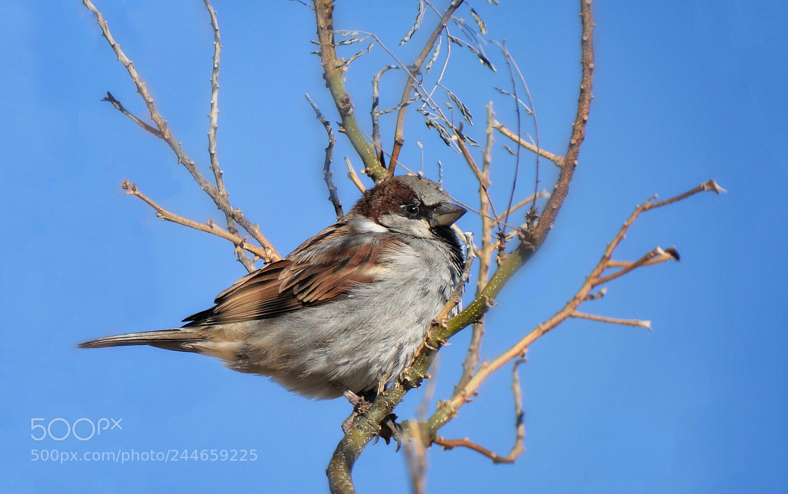 Nikon D610 sample photo. Brewers sparrow  photography