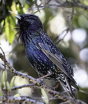 Canon EOS 7D Mark II sample photo. European starling photography
