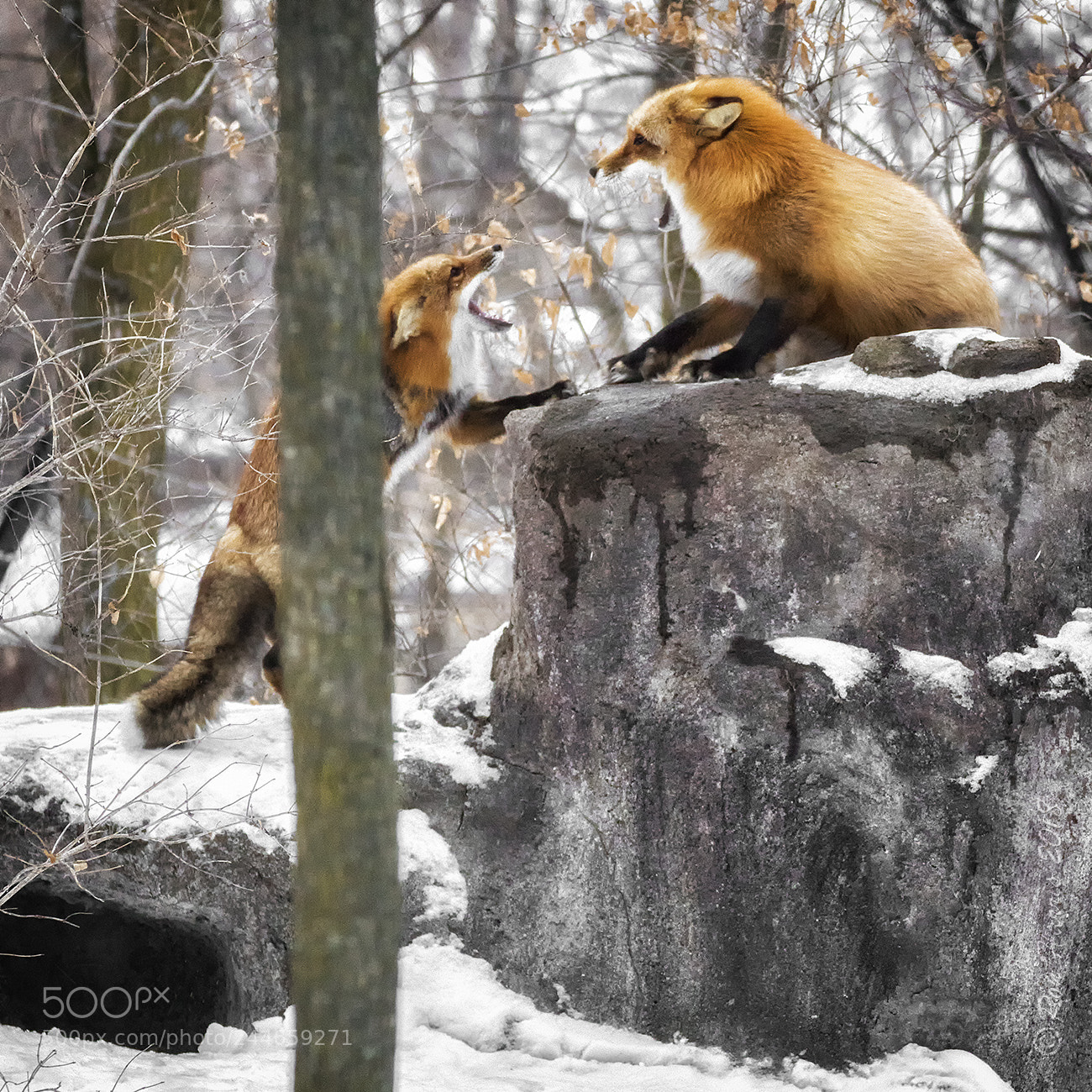 Sony ILCA-77M2 sample photo. King of the hill photography
