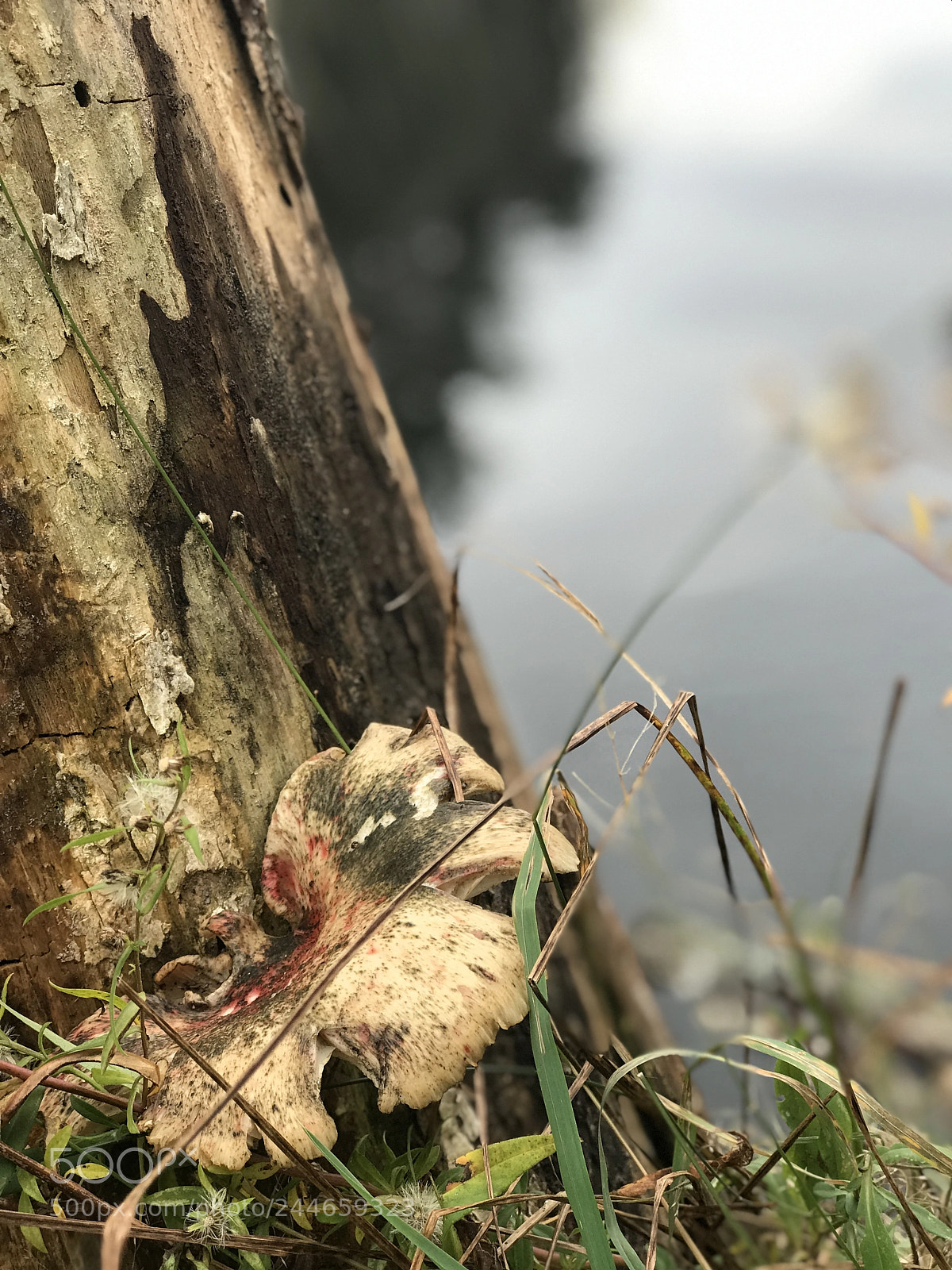 Apple iPhone 7 Plus sample photo. A little fungus that photography