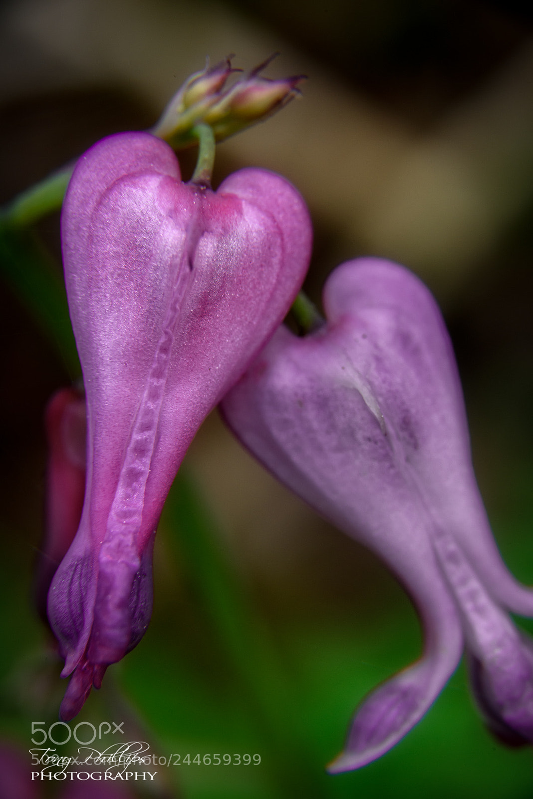 Nikon D810 sample photo. Bleeding hearts photography