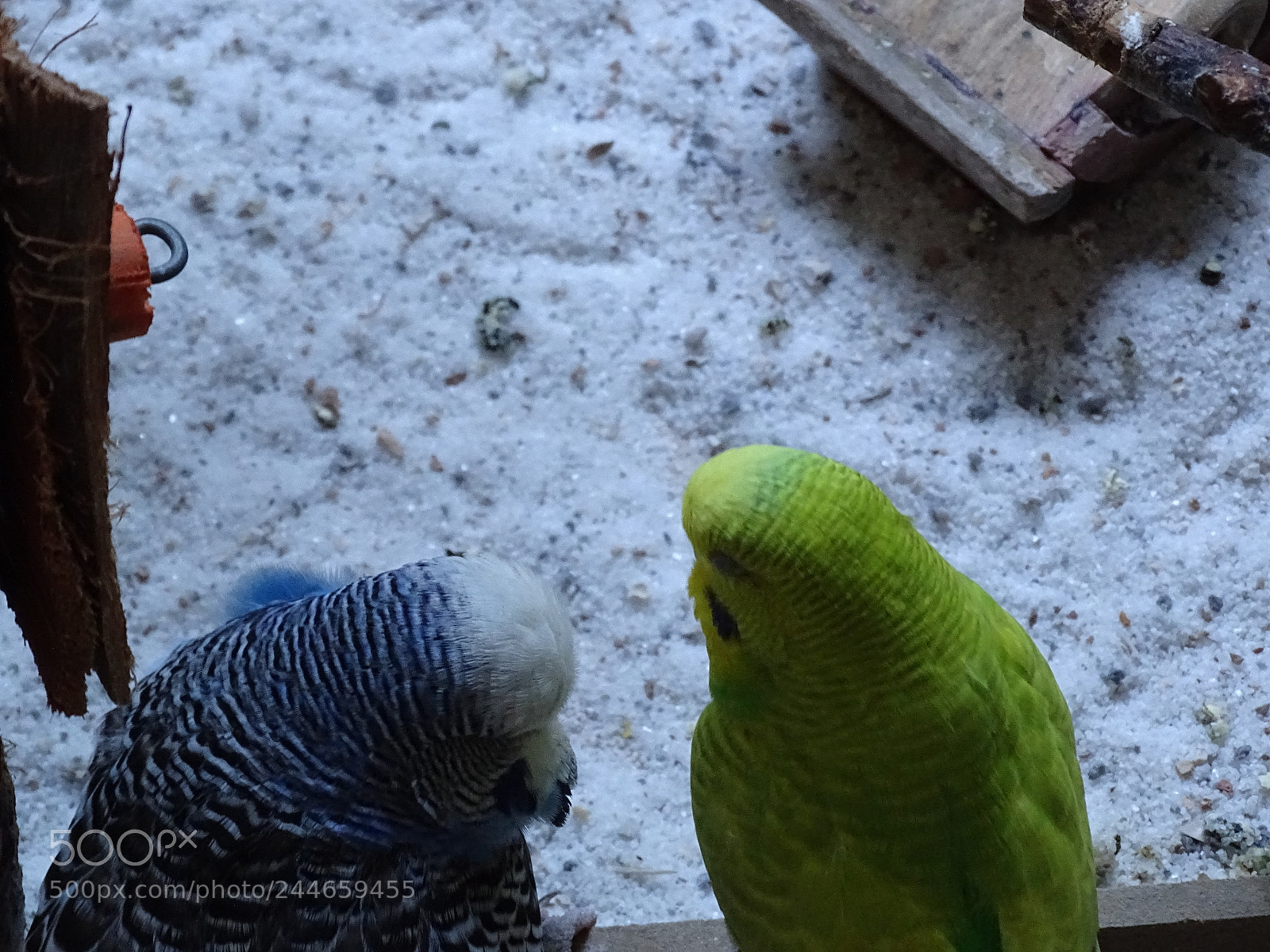 Sony Cyber-shot DSC-HX400V sample photo. Dsc photography