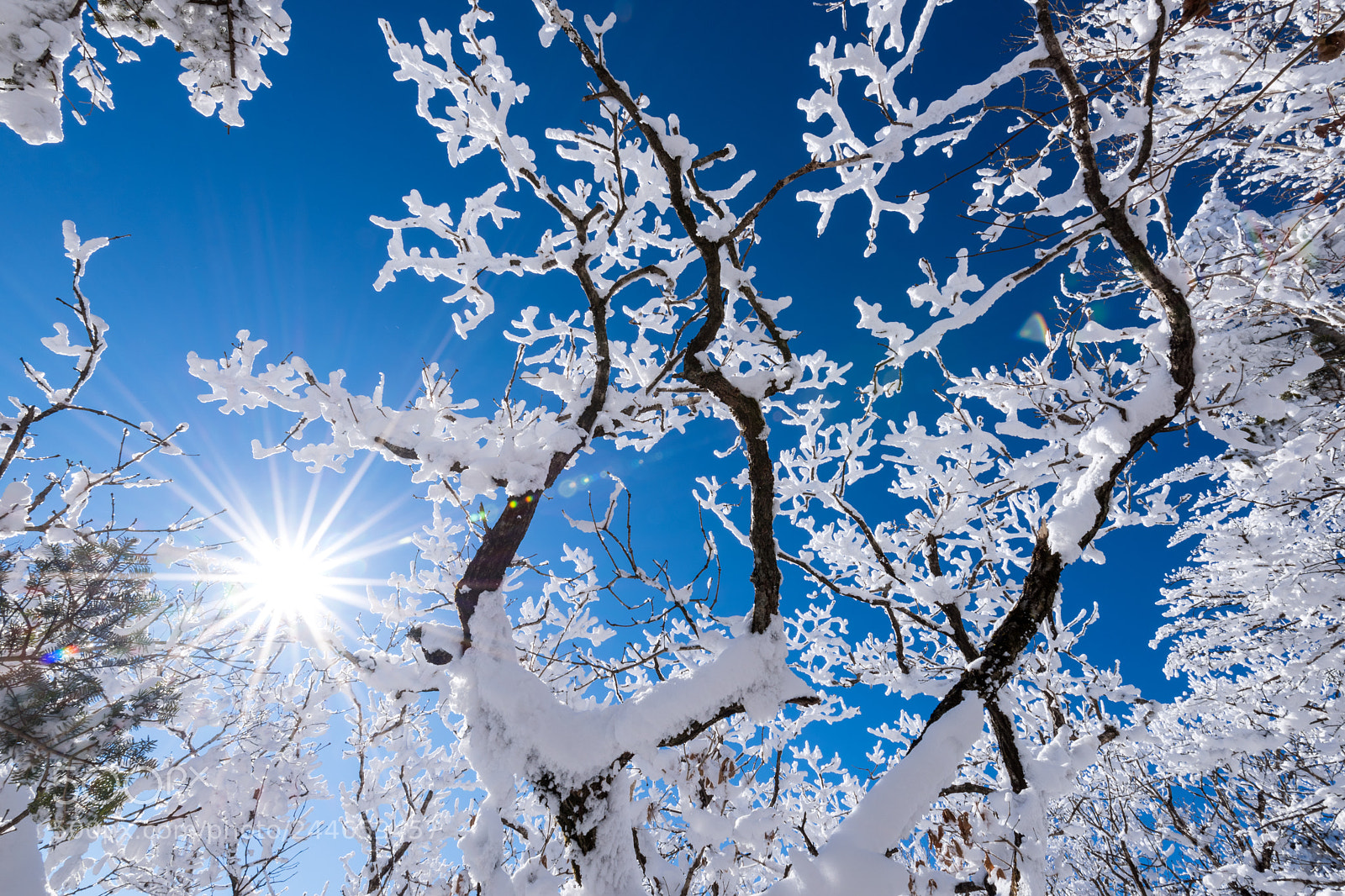 Nikon D810 sample photo. Snowflake photography