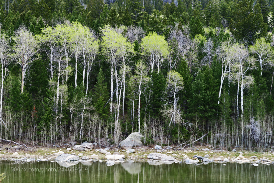 Canon PowerShot G7 X sample photo. Trees wind river range photography