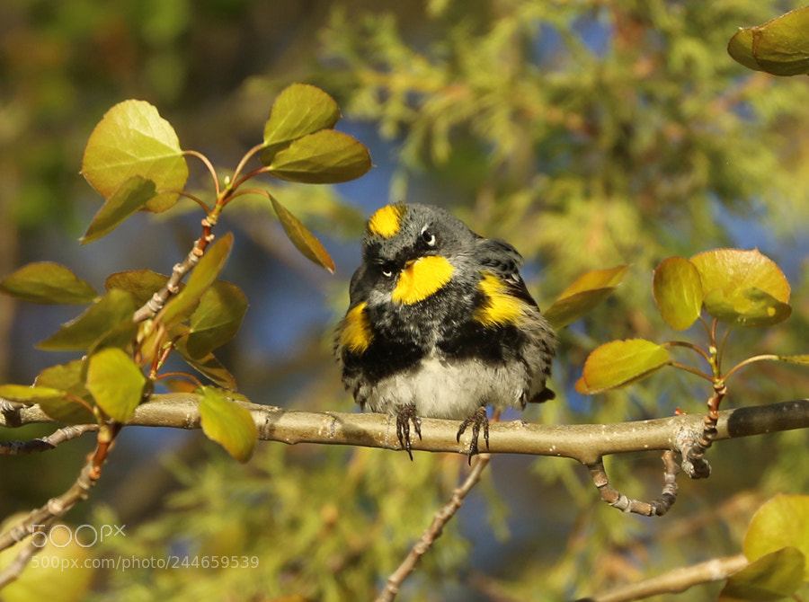 Canon EOS 70D sample photo. Yellow-rumped warbler photography