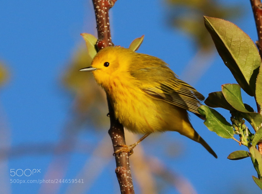 Canon EOS 70D sample photo. Yellow warbler photography