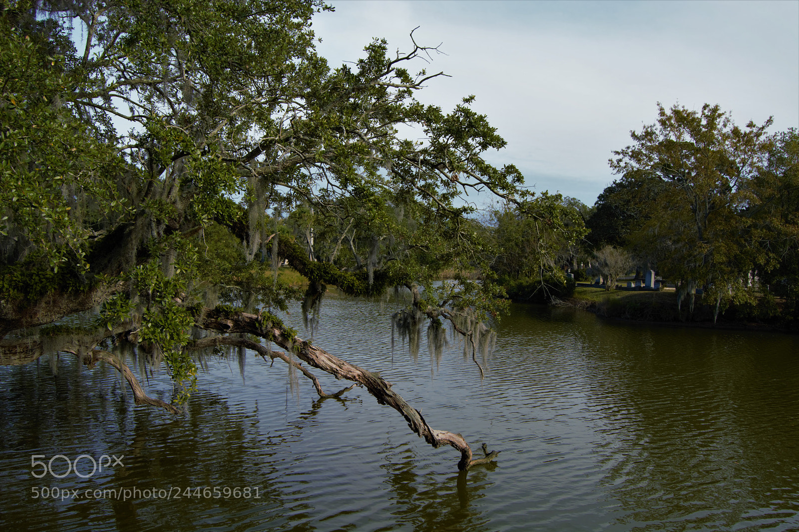 Nikon D7100 sample photo. Charleston cemetery photography