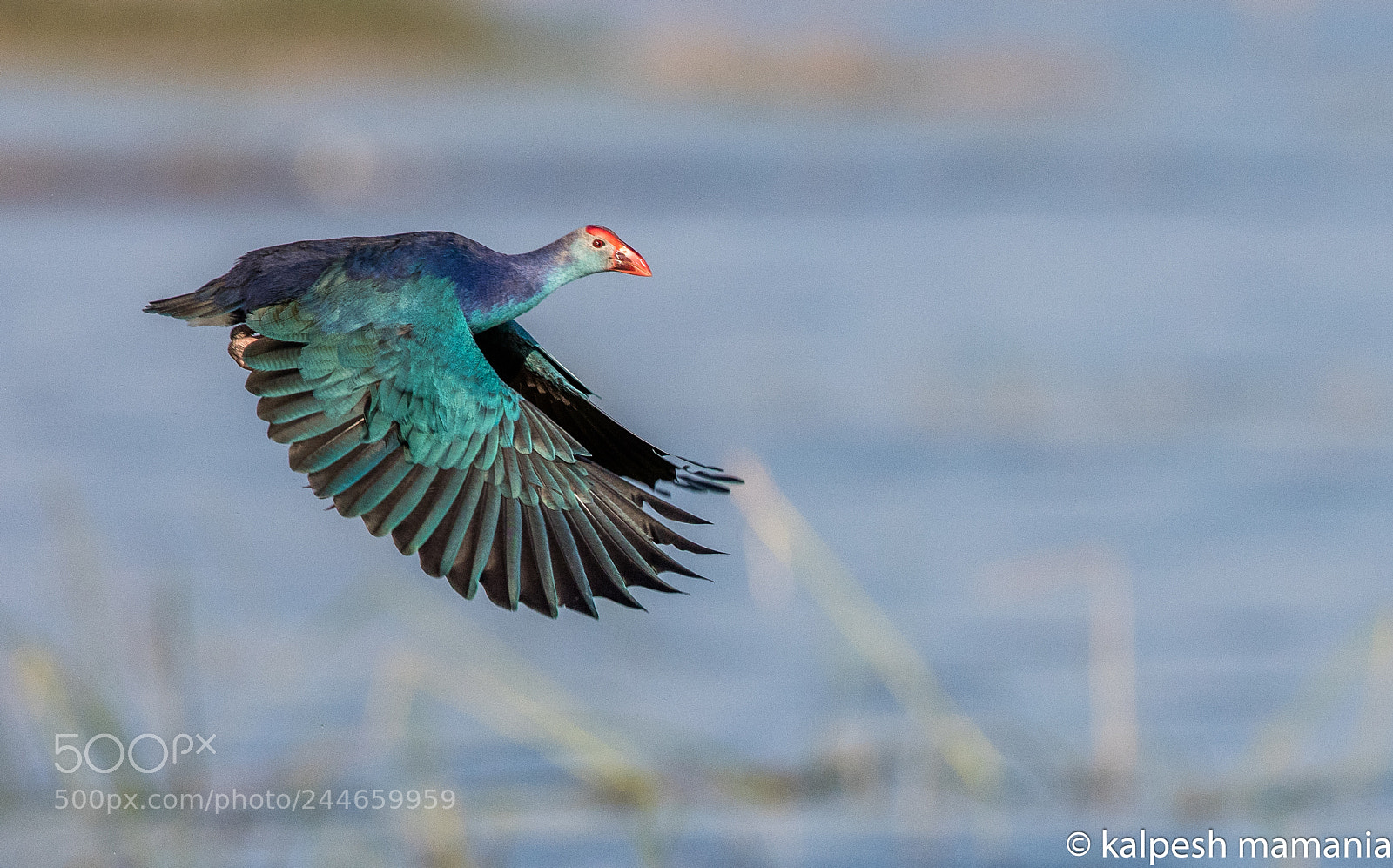 Canon EOS 5DS R sample photo. Purple moorehen. photography