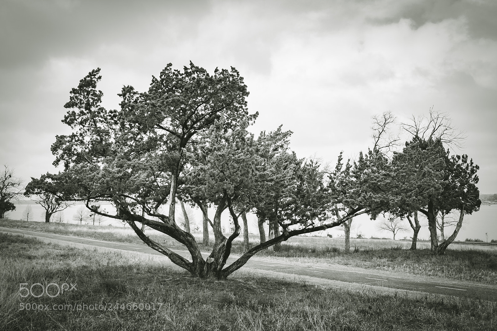 Nikon D500 sample photo. From the ground up. photography