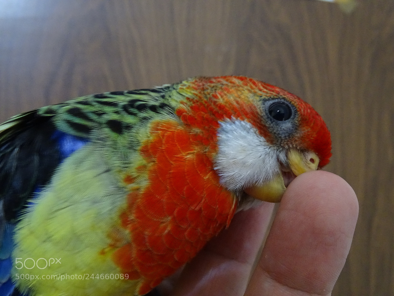 Sony Cyber-shot DSC-HX400V sample photo. Dsc photography