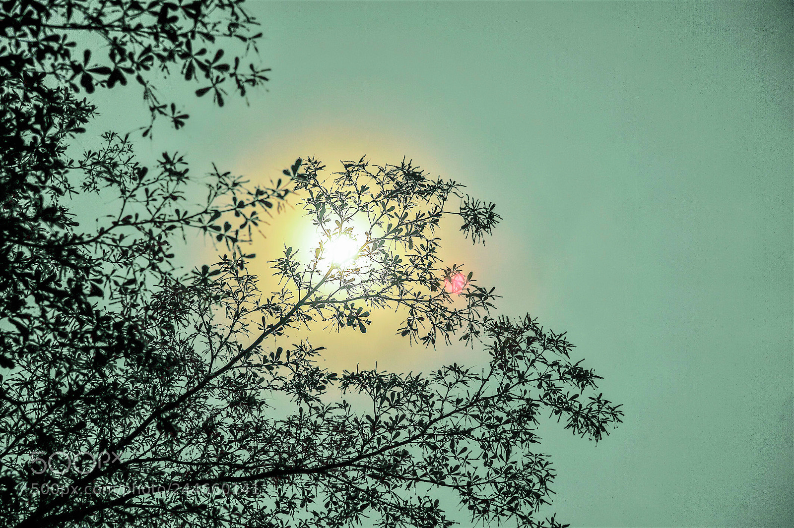 Nikon D700 sample photo. Under sunlight photography