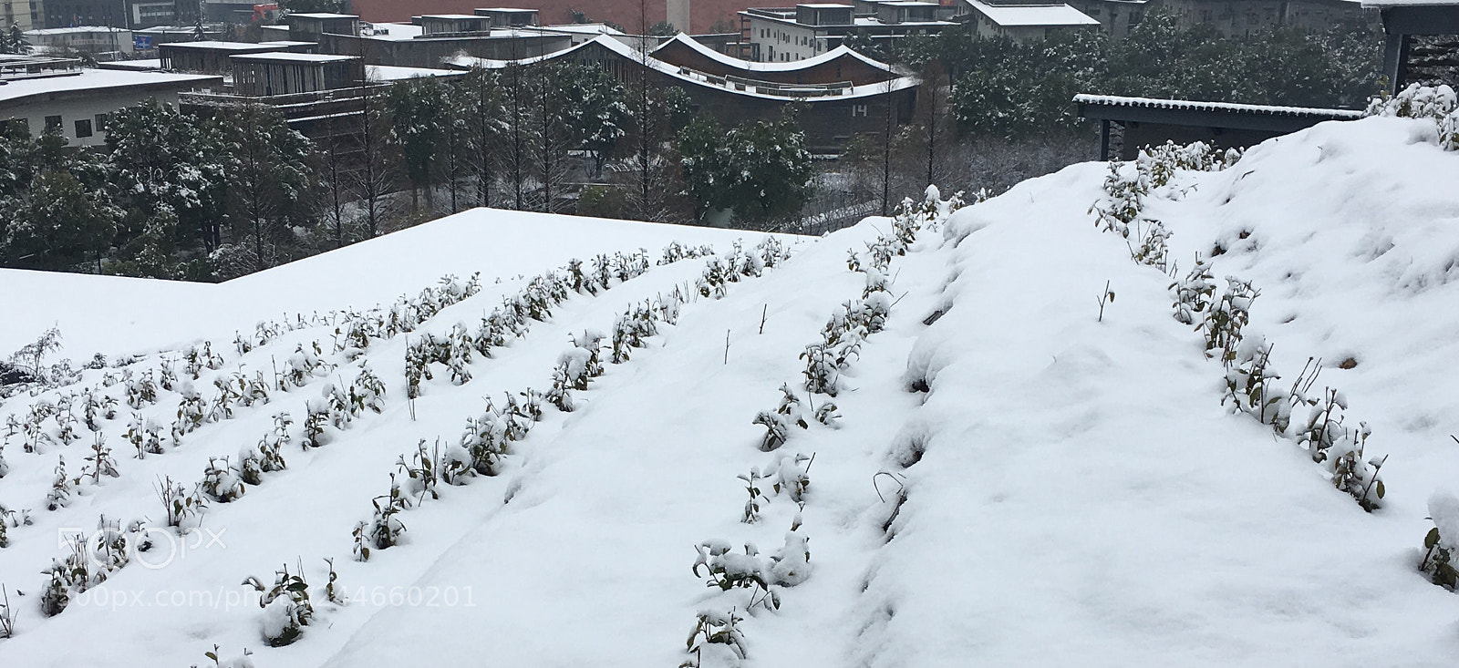 Apple iPhone 6s Plus sample photo. 乱花渐欲迷人眼 photography