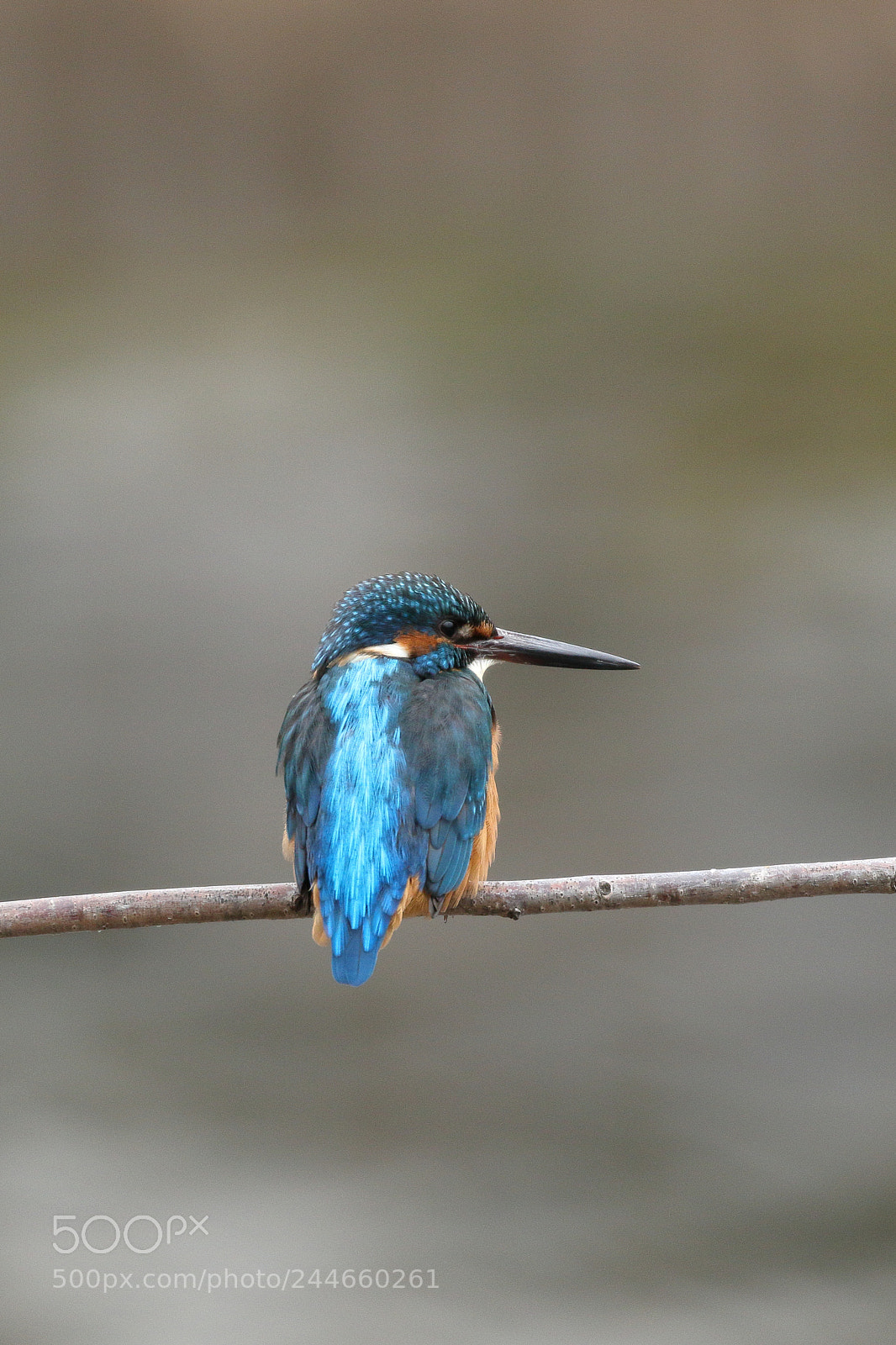 Canon EOS 7D Mark II sample photo. Kingfisher blue 1735 photography