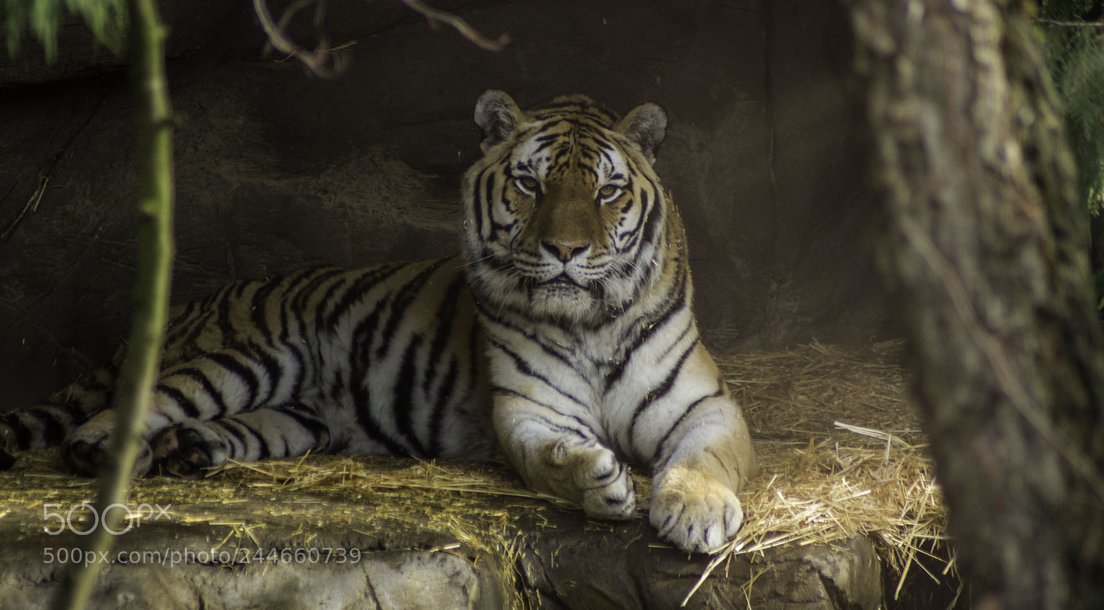 Sony SLT-A55 (SLT-A55V) sample photo. Tiger @ the oregon zoo photography