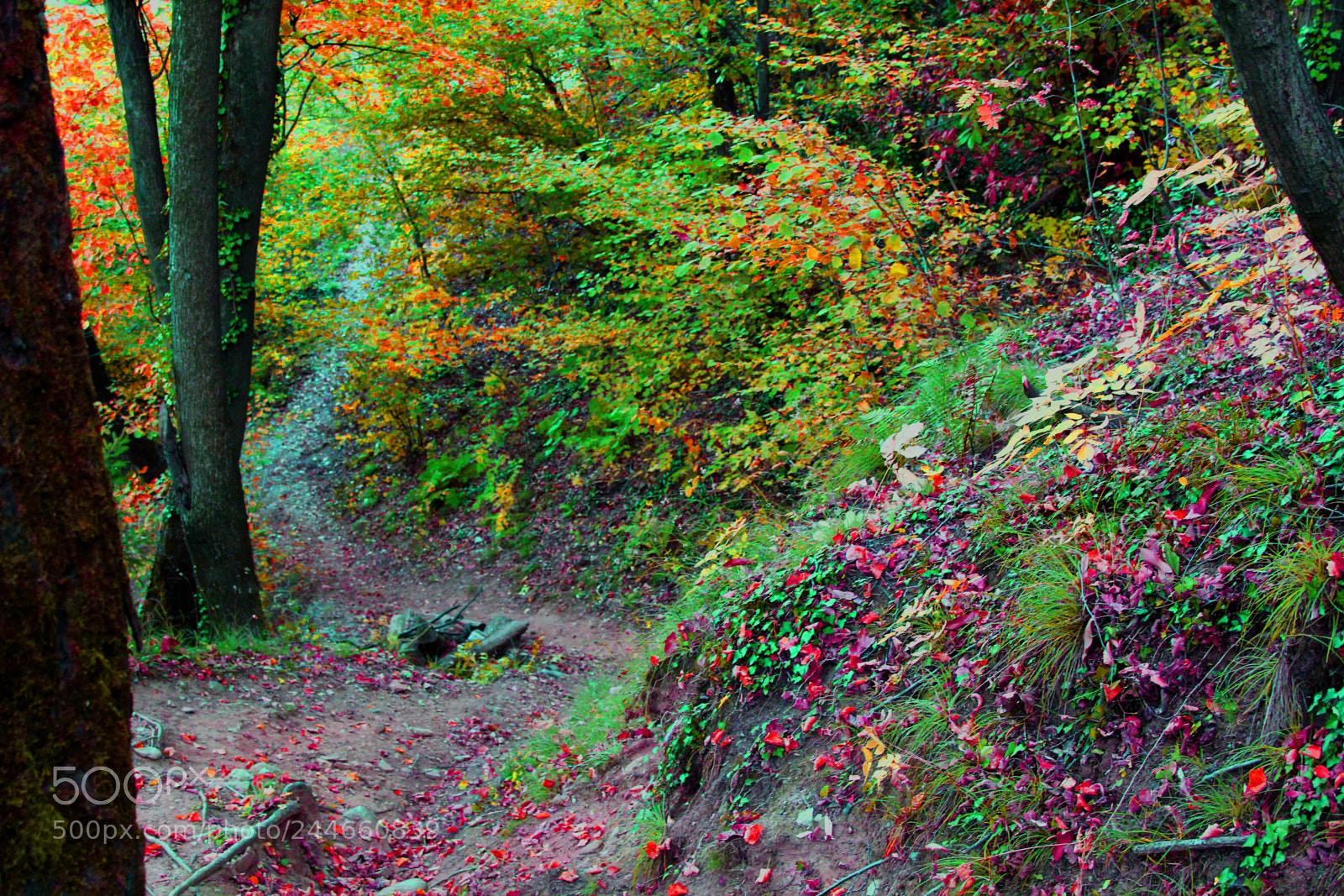 Canon EOS 1300D (EOS Rebel T6 / EOS Kiss X80) sample photo. Autumn forest photography