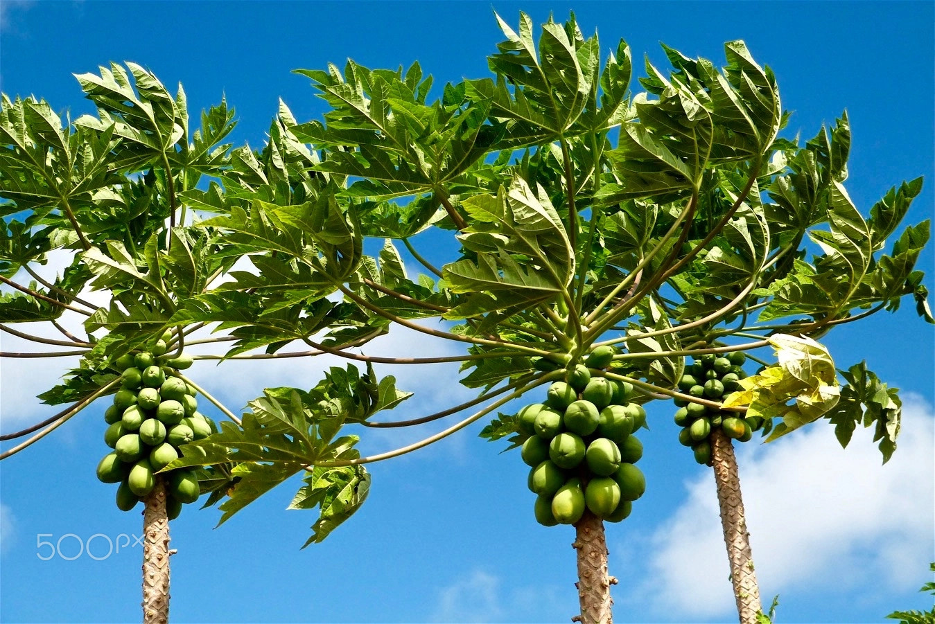 Panasonic Lumix DMC-FZ47 (Lumix DMC-FZ48) sample photo. Wind in the papaya trees photography