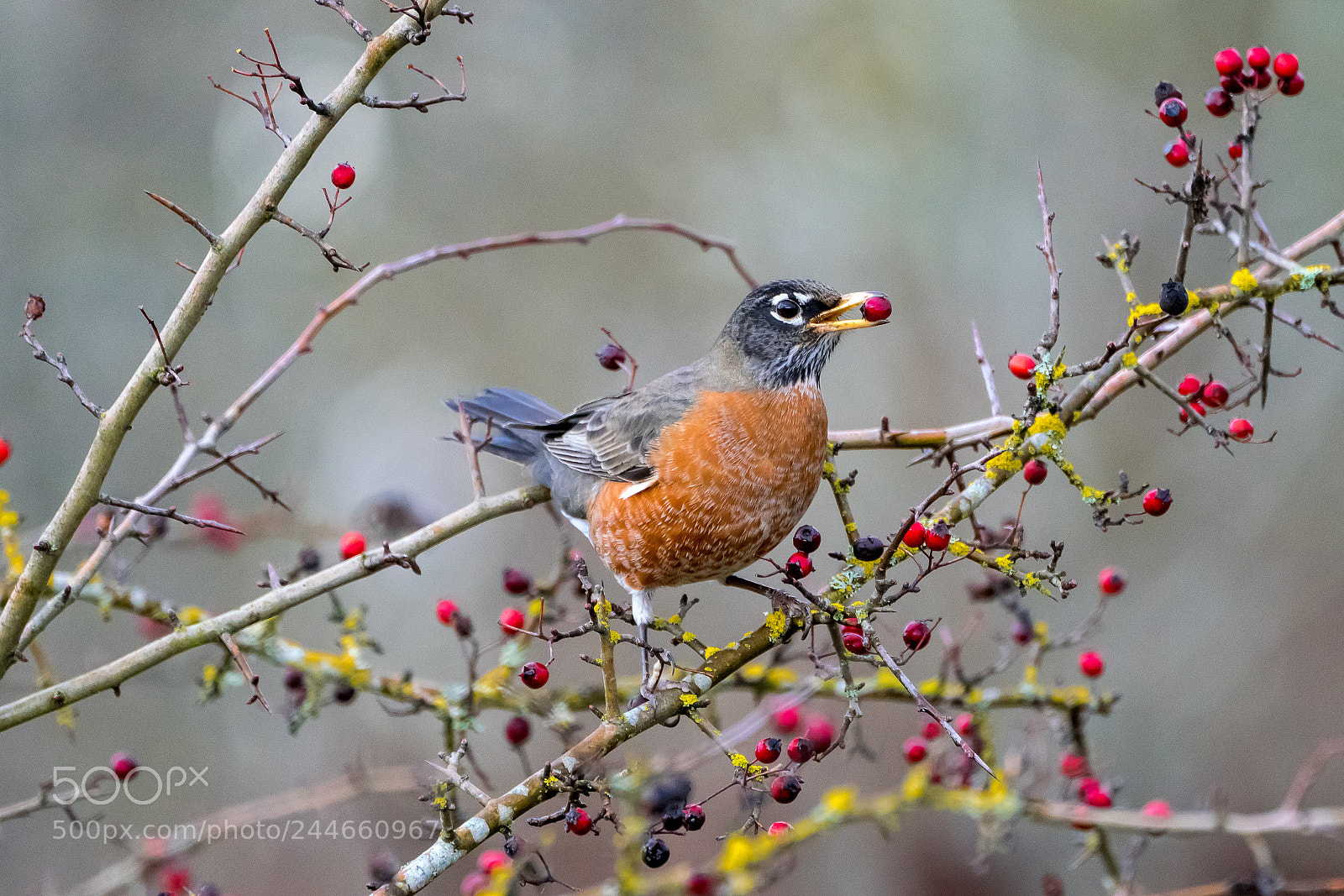 Sony a7R III sample photo. American robin eating a photography