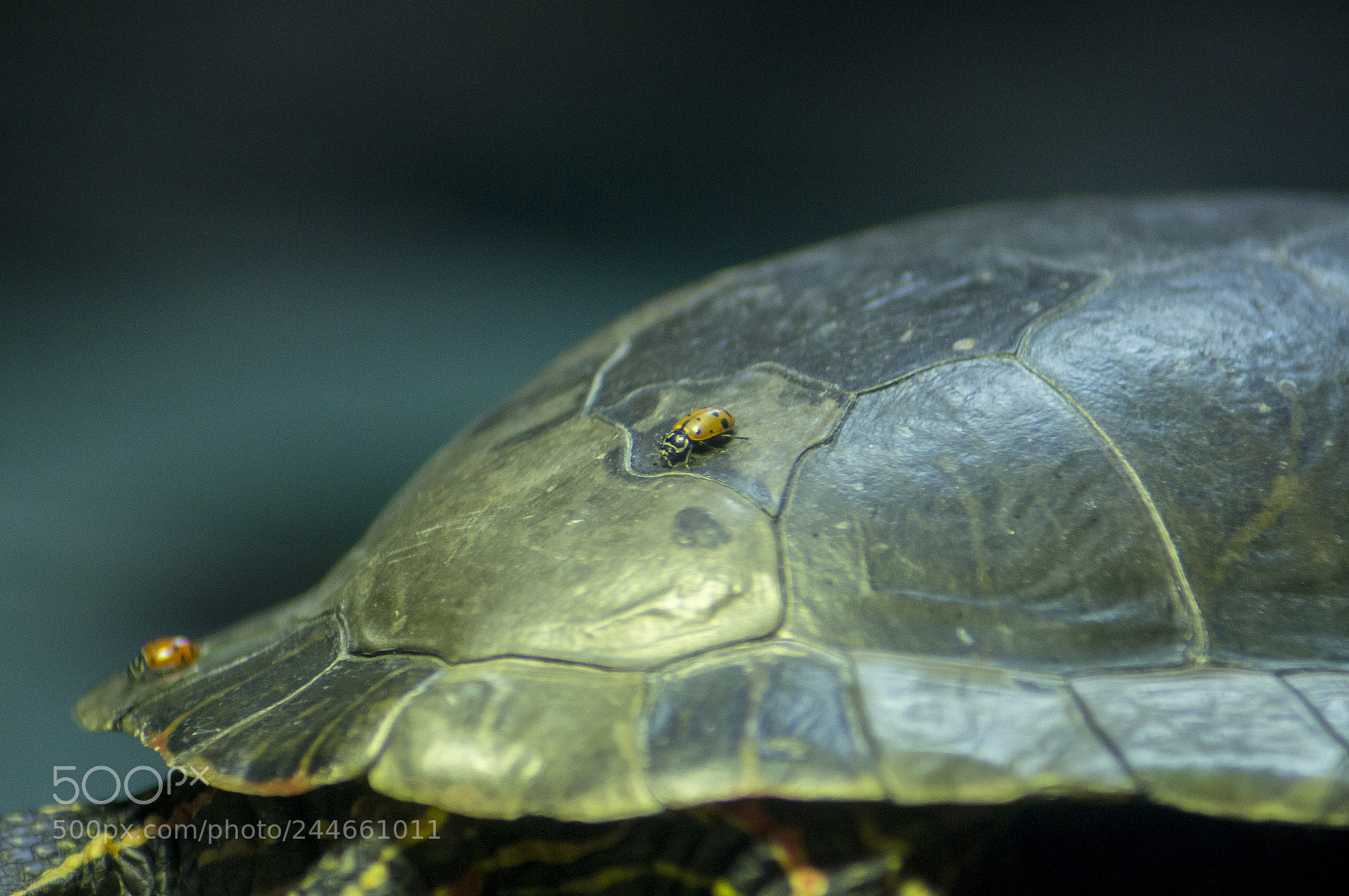 Sony SLT-A55 (SLT-A55V) sample photo. Ladybug rides the turtle photography