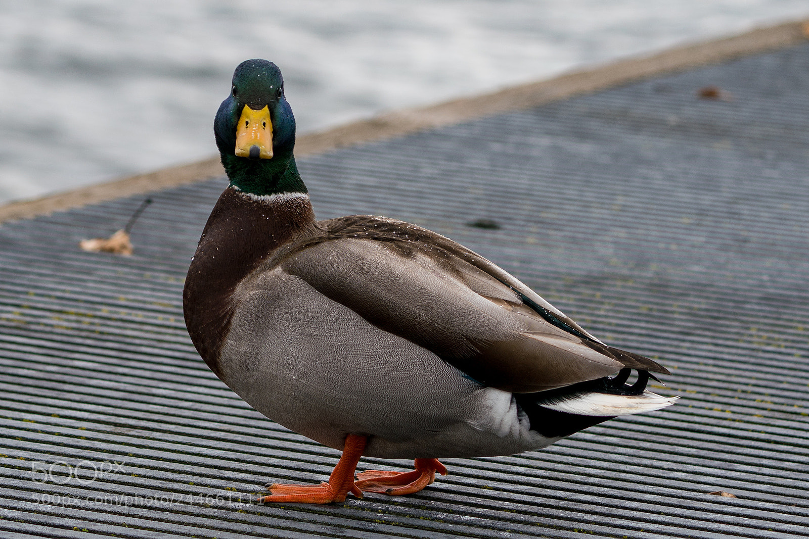 Sony a7R III sample photo. Are you following me? photography