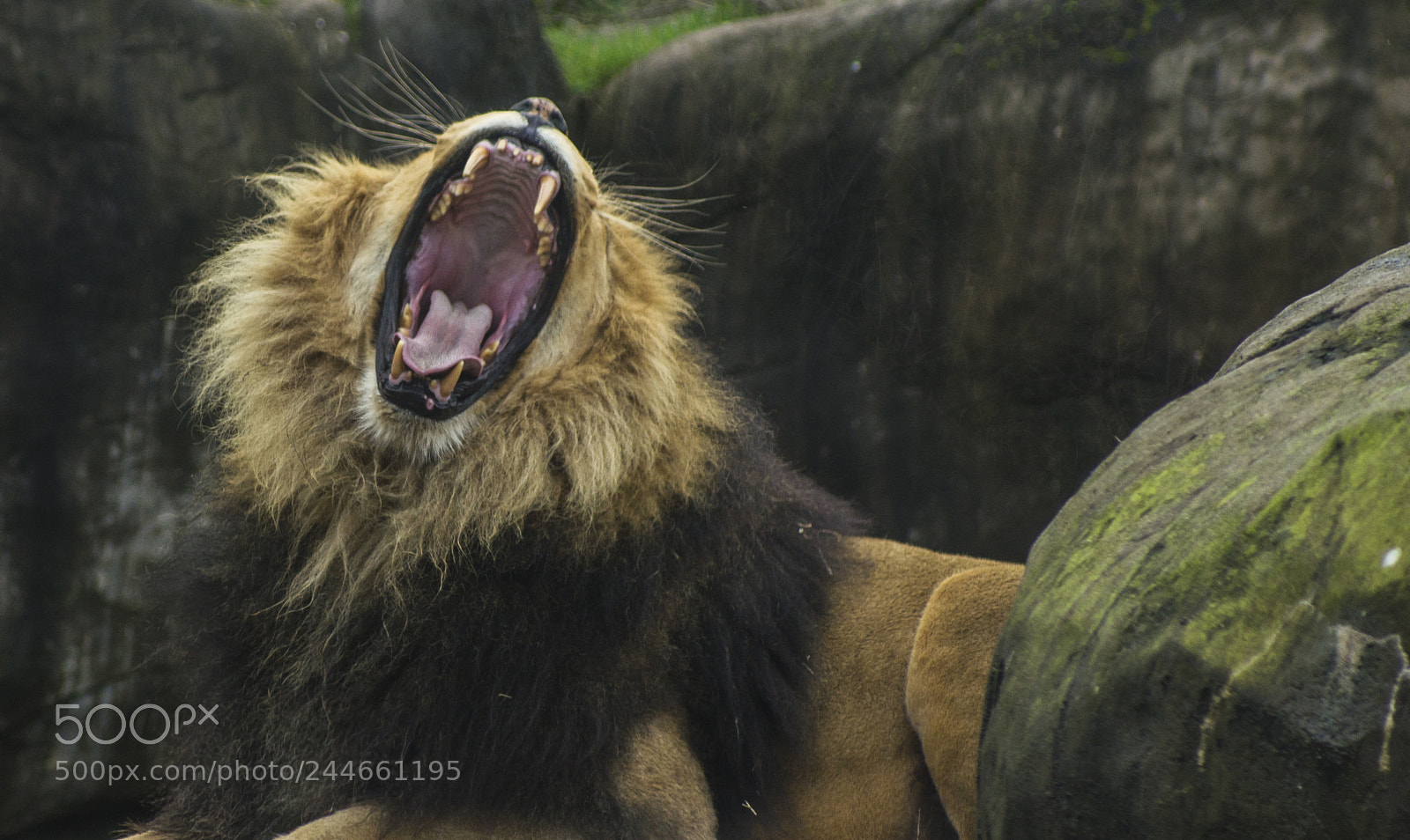 Sony SLT-A55 (SLT-A55V) sample photo. Lion yawning the oregon photography