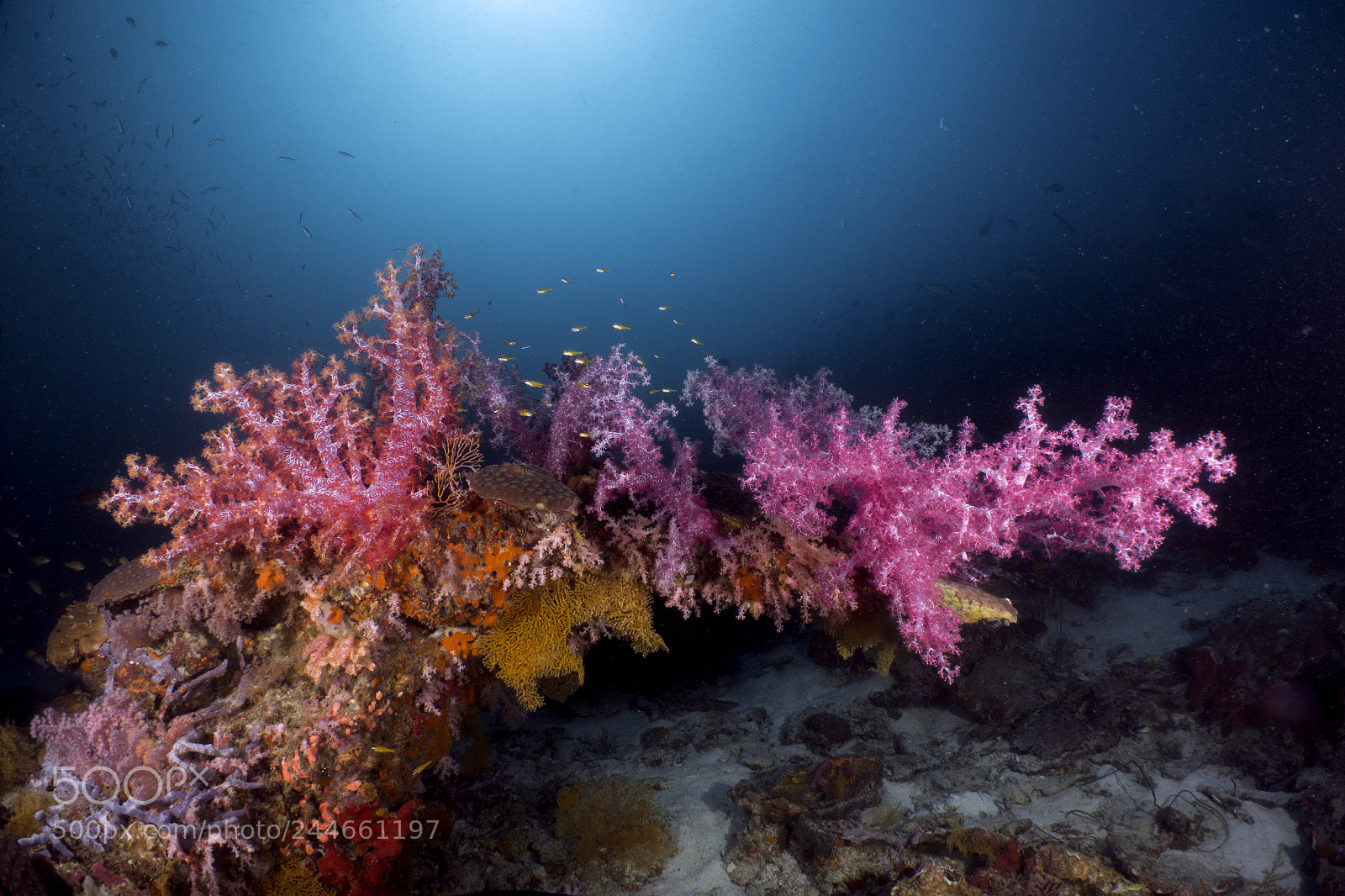 Sony DSC-RX100M5 sample photo. Soft corals bridge photography