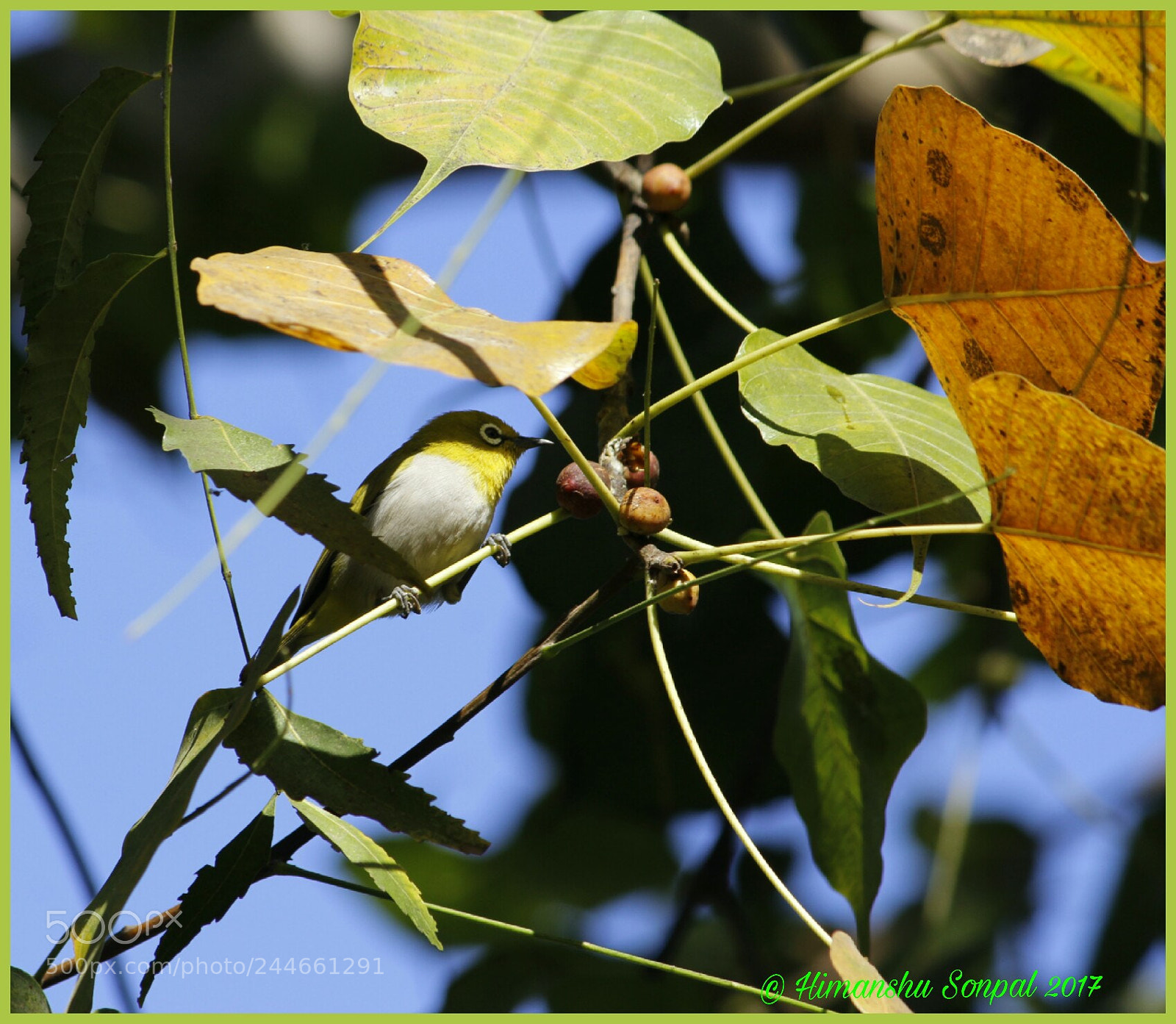 Canon EOS 1200D (EOS Rebel T5 / EOS Kiss X70 / EOS Hi) sample photo. Oriental white eye zosterops photography
